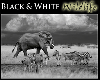 Black and White Wildlife Photography